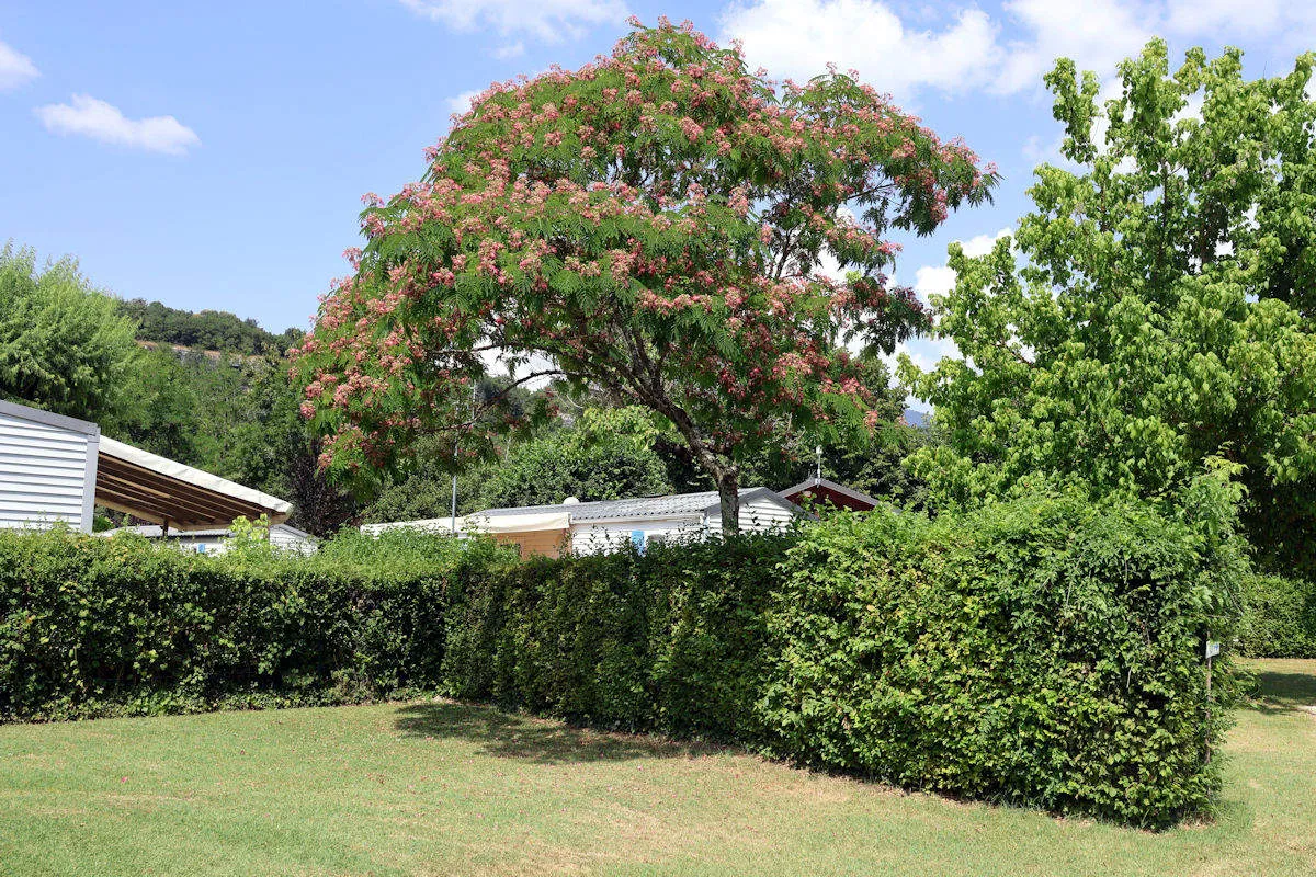Emplacement de camping sans électricité, avec un arbre Albizzia offrant de l'ombre