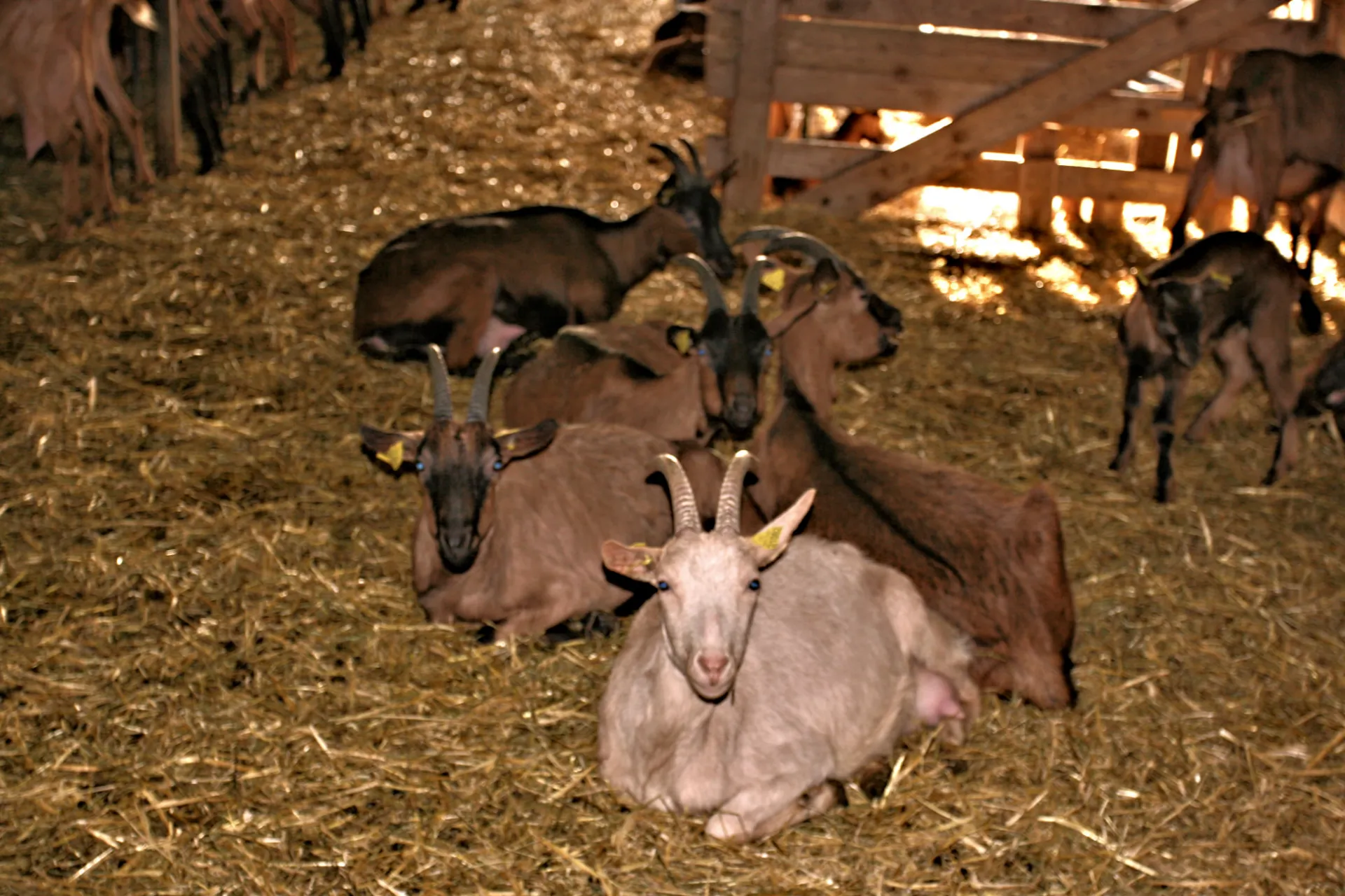 Élevage de chèvres à la chèvrerie d'Arvière-en-Valromey pour la production de fromage local.